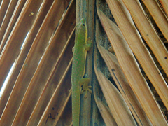 Phelsuma dubia