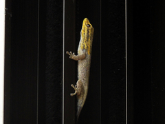 Lygodactylus picturatus