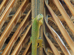 Phelsuma dubia