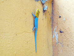 Lygodactylus picturatus