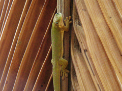 Phelsuma dubia