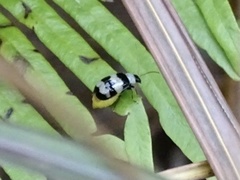 Monolepta cavipennis