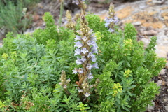 Phelipanche schultzioides