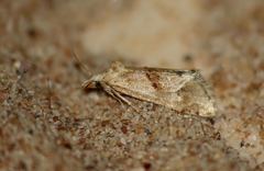 Cochylimorpha straminea
