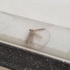 Termitoidae