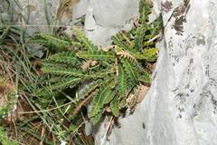 Asplenium ceterach