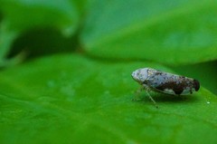 Nakaharanus sagittarius