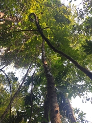 Mezoneuron cucullatum