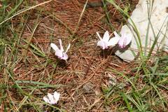 Cyclamen hederifolium