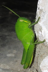 Chondracris