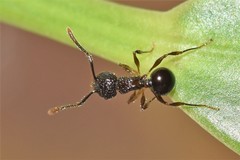 Pristomyrmex