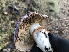Cortinarius lilacinocolossus