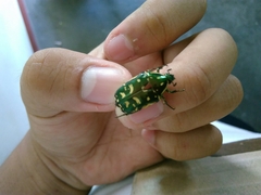 Protaetia philippensis