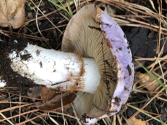 Cortinarius lilacinocolossus