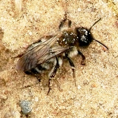 Andrena nycthemera