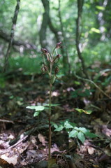 Himantoglossum comperianum
