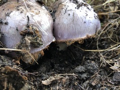 Cortinarius lilacinocolossus
