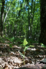 Epipactis krymmontana