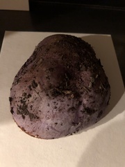 Cortinarius lilacinocolossus