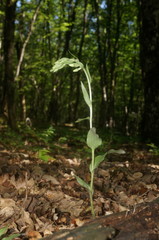 Epipactis krymmontana
