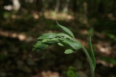 Epipactis krymmontana