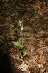 Epipactis krymmontana