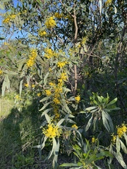 Acacia