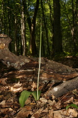 Platanthera chlorantha