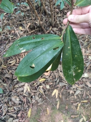 Costus tonkinensis