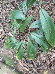Costus tonkinensis