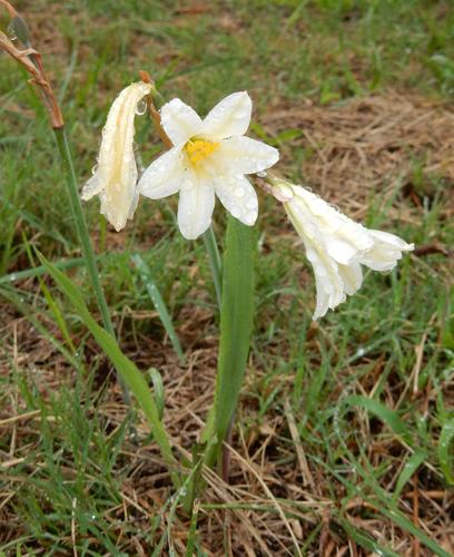 Cyrtanthus loddigesianus