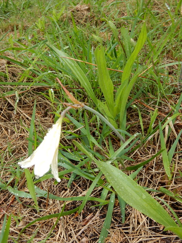 Cyrtanthus loddigesianus