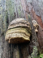 Laricifomes