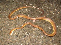 Boiga ochracea