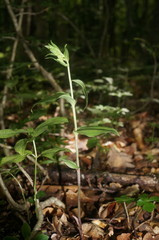 Epipactis krymmontana