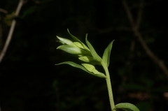 Epipactis krymmontana