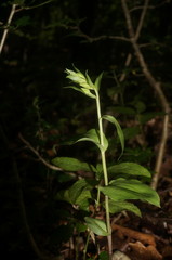 Epipactis krymmontana