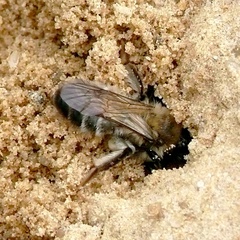 Andrena nycthemera