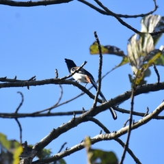 Dendrocitta leucogastra