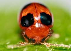 Sphaeroderma quadrimaculatum