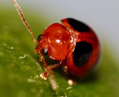 Sphaeroderma quadrimaculatum