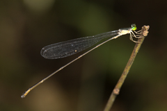 Pericnemis stictica