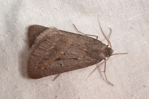 Chemerina caliginearia