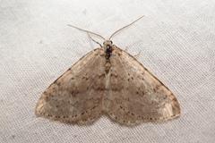 Colostygia multistrigaria