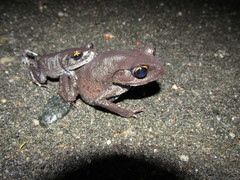 Leptobrachium