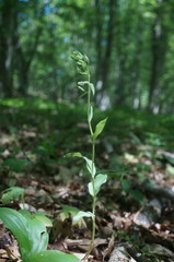 Epipactis krymmontana
