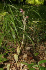 Himantoglossum comperianum