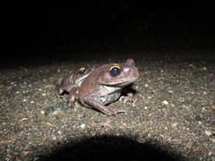 Leptobrachium
