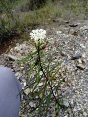 Asclepias angustifolia