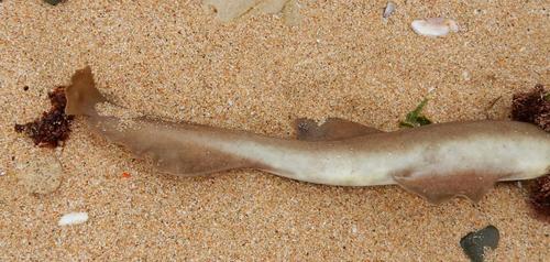 Brown shyshark (Haploblepharus fuscus) — Scyliorhinidae — 3